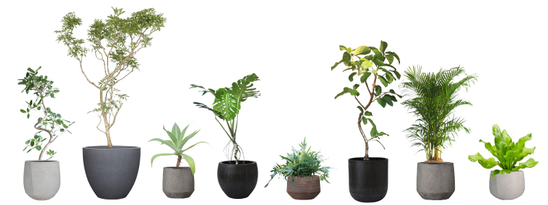 観葉植物1