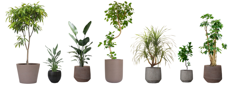 観葉植物2