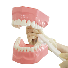 ブラッシング指導用模型　リアルモデルK